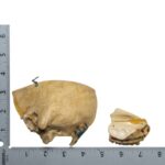 Replica Human Child Skull – Partial