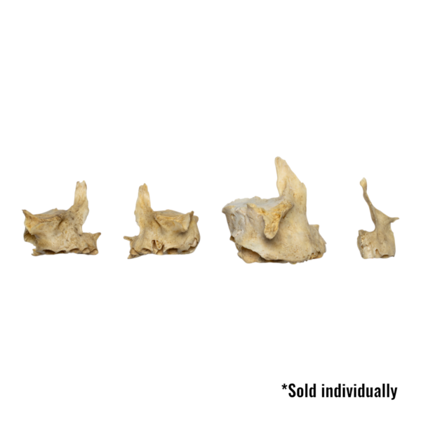 Real Human Child Maxillary Bone – Single