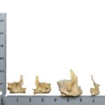 Real Human Child Maxillary Bone – Single