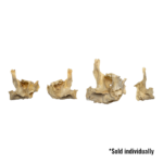 Real Human Child Maxillary Bone – Single