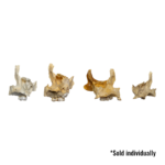 Real Human Child Maxillary Bone – Single