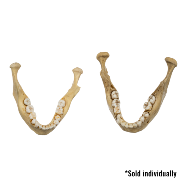 Real Human Mandible – Young (Single)