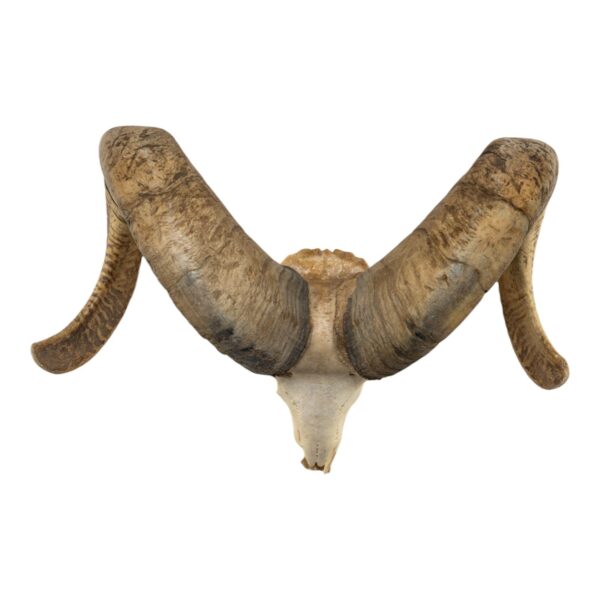 Real Bighorn Sheep Skull – 7242 g
