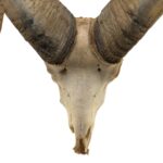 Real Bighorn Sheep Skull – 7242 g