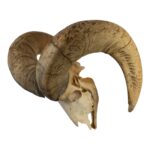Real Bighorn Sheep Skull – 7242 g