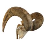 Real Bighorn Sheep Skull – 7242 g