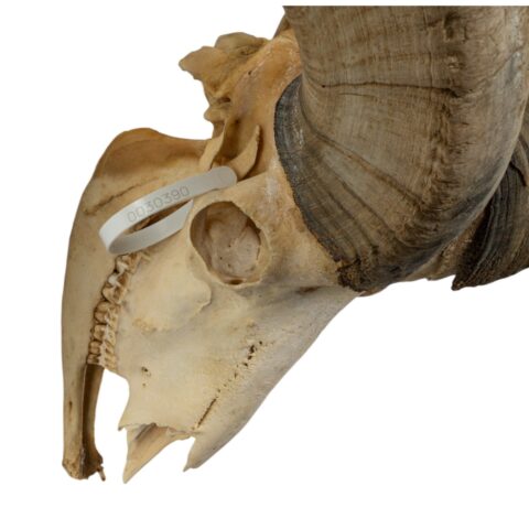 Real Bighorn Sheep Skull - 7242 g