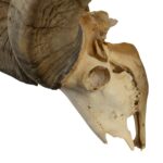 Real Bighorn Sheep Skull – 7242 g