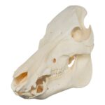 Real Domestic Pig Skull – No Tusks