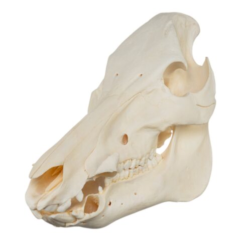 Real Domestic Pig Skull - No Tusks