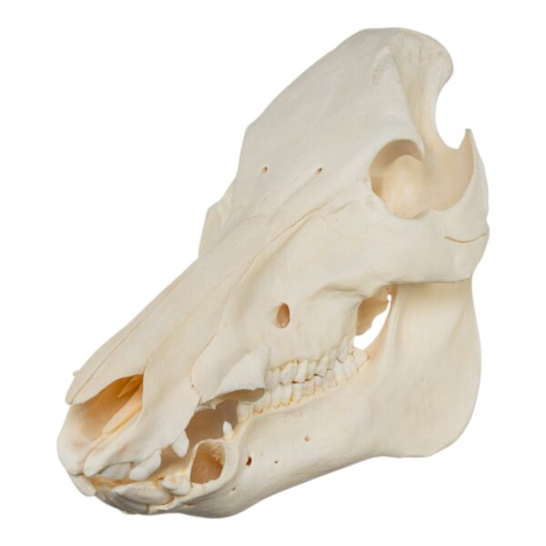 Real Domestic Pig Skull – No Tusks