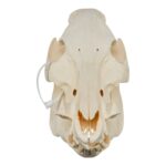 Real Domestic Pig Skull – No Tusks