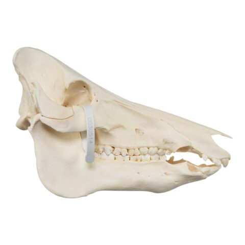 Real Domestic Pig Skull - No Tusks