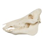 Real Domestic Pig Skull – No Tusks