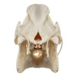 Real Domestic Pig Skull – No Tusks