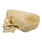 Real Human Child Skull – Partial
