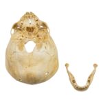 Real Human Child Skull – Partial