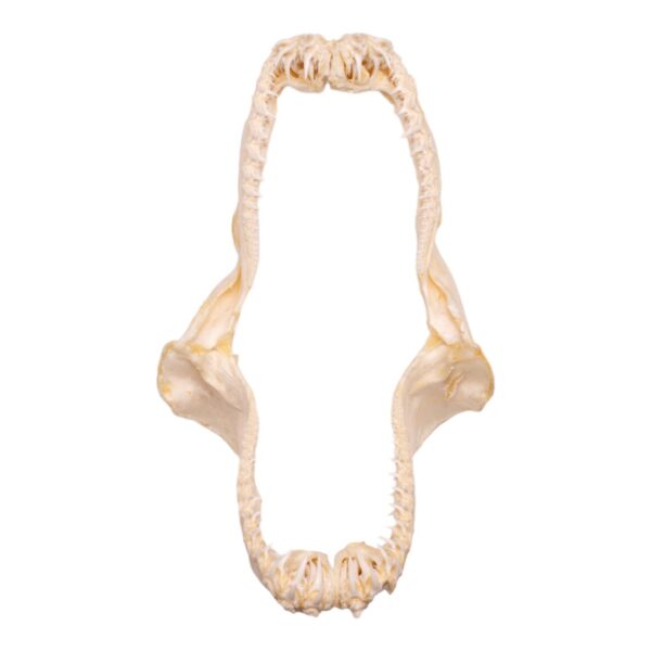 Real Smalltooth Sand Tiger Jaw (9.4″)