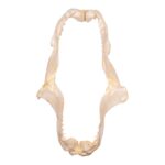 Real Smalltooth Sand Tiger Jaw (9.4″)
