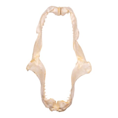 Real Smalltooth Sand Tiger Jaw (9.4")