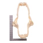 Real Smalltooth Sand Tiger Jaw (9.4″)