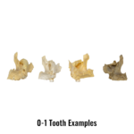 Real Human Maxillary Bone – Antique (Single)