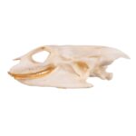 Real Softshell Turtle Skull
