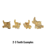 Real Human Maxillary Bone – Antique (Single)