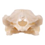 Real Softshell Turtle Skull
