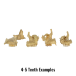 Real Human Maxillary Bone – Antique (Single)