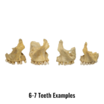 Real Human Maxillary Bone – Antique (Single)
