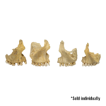 Real Human Maxillary Bone – Antique (Single)