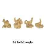 Real Human Maxillary Bone – Antique (Single)