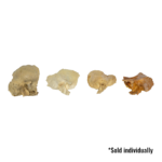 Real Human Temporal Bone – Single
