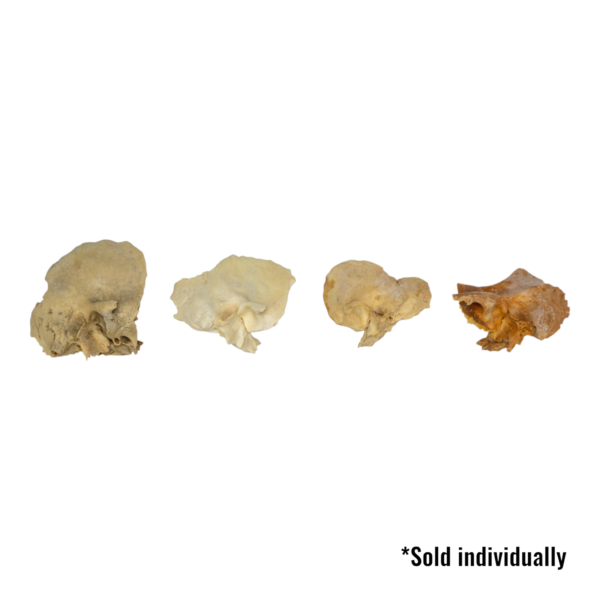 Real Human Temporal Bone – Single