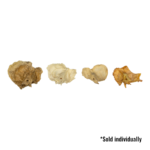 Real Human Temporal Bone – Single