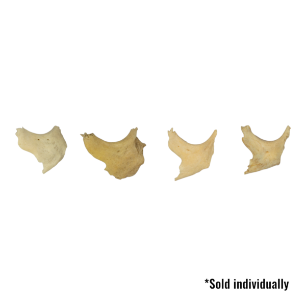 Real Human Zygomatic Bone – Single