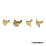 Real Human Zygomatic Bone – Single