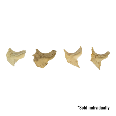 Real Human Zygomatic Bone - Single