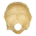 Real Human Occipital Bone – Damaged