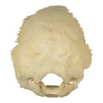 Real Human Occipital Bone – Damaged