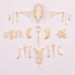 Real Guinea Pig Skeleton – Disarticulated
