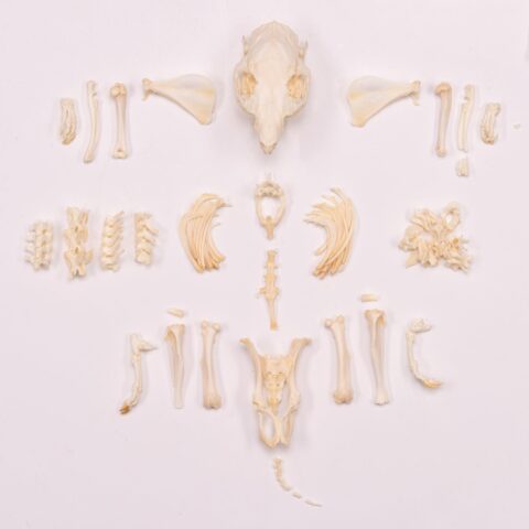Real Guinea Pig Skeleton - Disarticulated