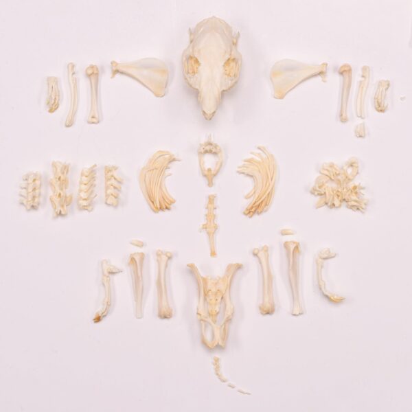 Real Guinea Pig Skeleton – Disarticulated