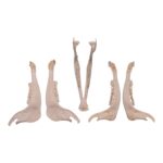Real Gemsbok Mandible – Single