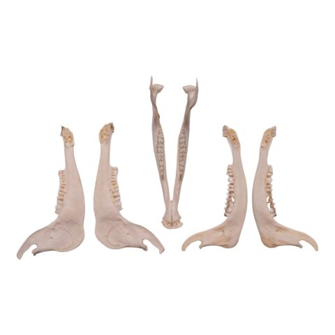 Real Gemsbok Mandible - Single