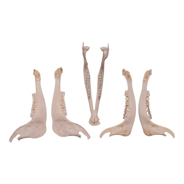 Real Gemsbok Mandible – Single