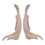 Real Gemsbok Mandible – Single