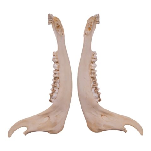 Real Gemsbok Mandible - Single