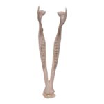 Real Gemsbok Mandible – Single